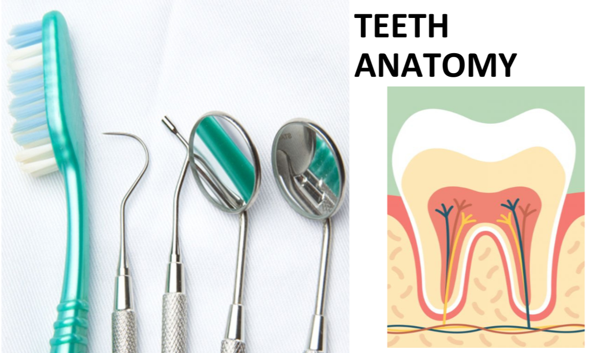 Teeth anatomy introduction.pdf