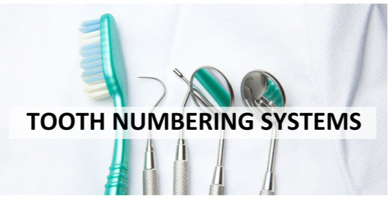 Tooth anatomy introduction.pdf   zoom profile cover   canva 2024 12 02 10 41 10